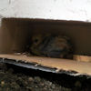 2010-02-16 Poussin abandonne_l.jpg